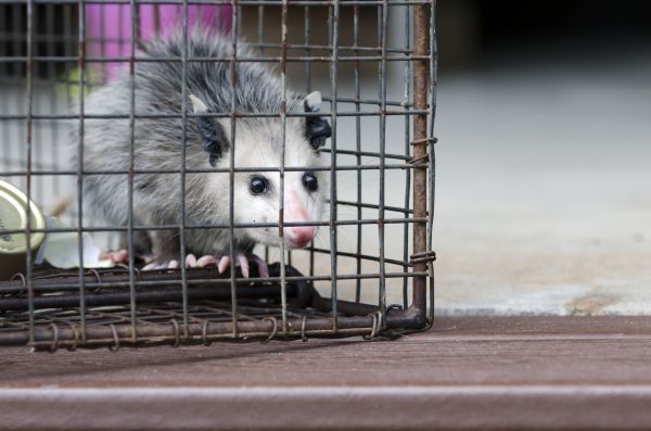 Tucson Wildlife Removal