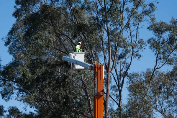 Tucson Tree Trimming