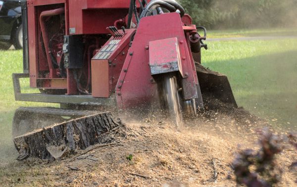 Tucson Tree Removal