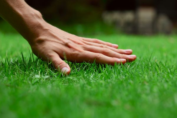 Tucson Lawn Treatment
